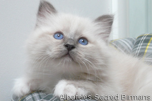 Cuccioli di Nekhbet