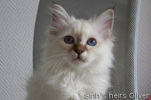 foto cuccioli chocolate-tabby-point