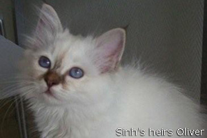 foto cuccioli chocolate-tabby-point