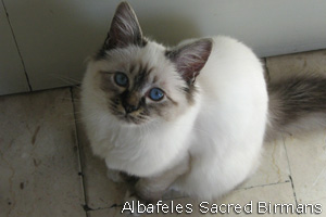 Oracle, seal-tabby-point