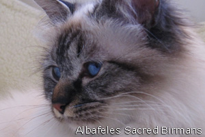 foto Oracle, seal tabby-point