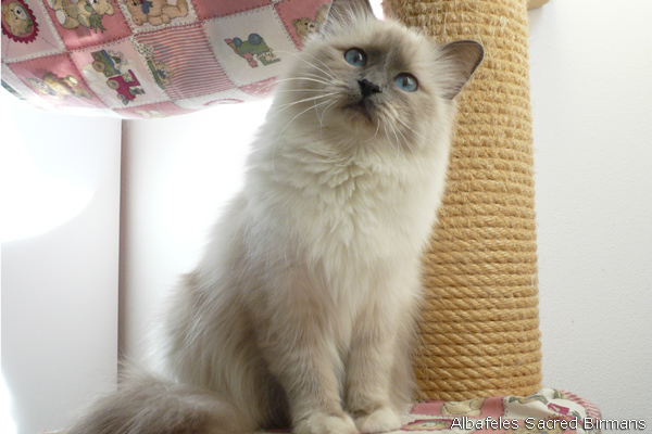 Sacred Birmans - colour-point