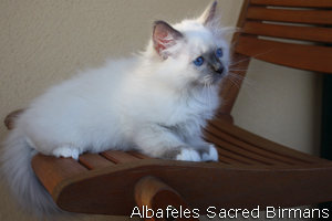 Cuccioli di Nekhbet