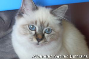 Phaedra, seal-tabby-point