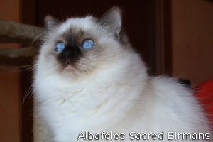 phoebe, chocolate-point