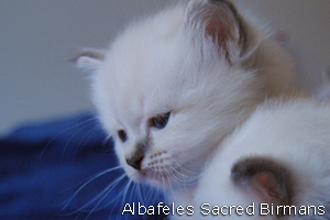 foto cuccioli Sacri di Birmania