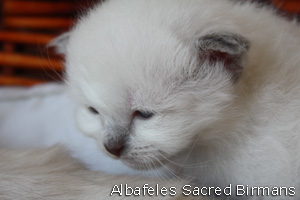 foto cuccioli Sacri di Birmania