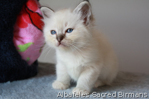 Sekhmet , seal-tabby point