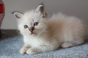 Sekhmet , seal-tabby point