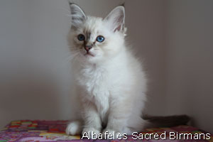 Sekhmet , seal-tabby point