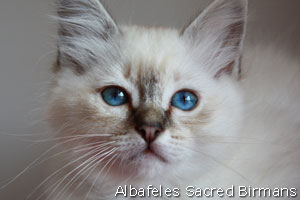 Sekhmet , seal-tabby point