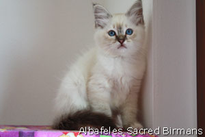 Sekhmet , seal-tabby point