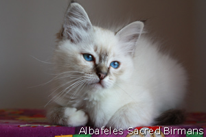 Sekhmet , seal-tabby point