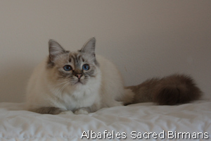 Sekhmet , seal-tabby point