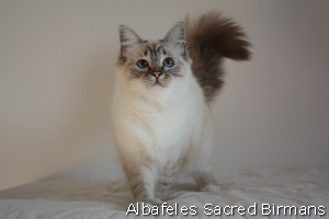 Sekhmet , seal-tabby point
