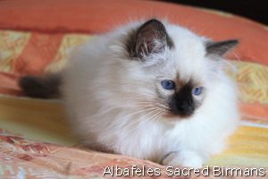 foto cuccioli Sacro di Birmania