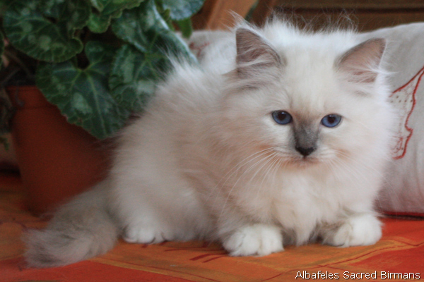 Sacred Birmans - colour-point