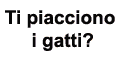 articoli sui gatti