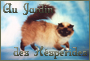 allevamento di gatti sacri di birmania