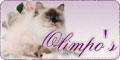 Heilige Birma Katzen