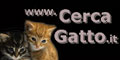 cerca gatto