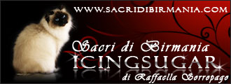 allevamento di gatti sacri di birmania