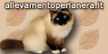 allevamento di gatti sacri di birmania