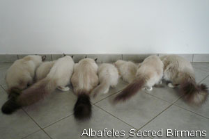 foto dei gatti Albafeles