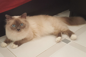 Axel, blue point