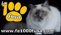 allevamento di gatti sacri di birmania