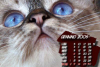 Calendario con foto di gatto birmano