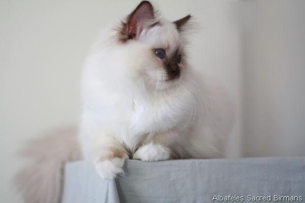 cassandra, chocolate-tabby point