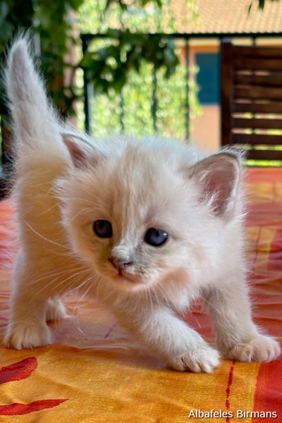 cuccioli sacro di birmania