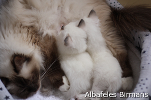 kittens