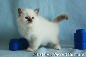 Cuccioli di Original Blue