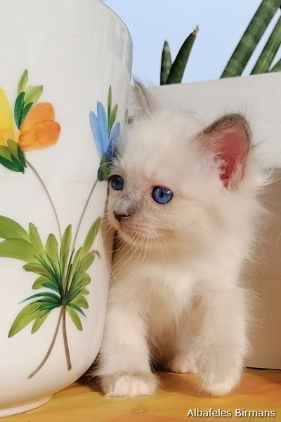 cuccioli sacro di birmania