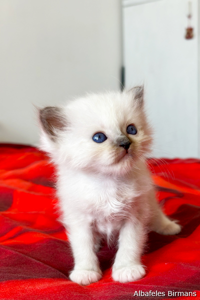 cuccioli sacro di birmania