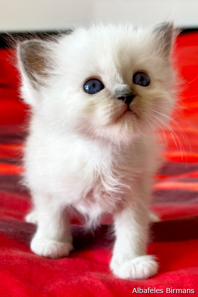 cuccioli sacro di birmania