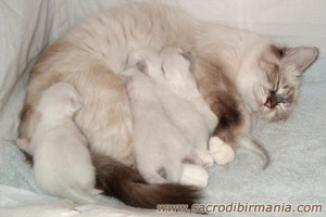 foto di mamma Iside e i suoi cuccioli