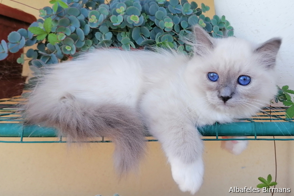 cuccioli sacro di birmania