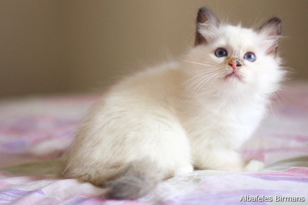 cuccioli sacro di birmania