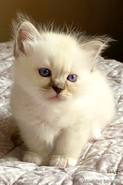 cuccioli sacro di birmania