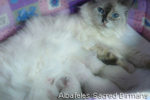 foto Hurricane e cuccioli