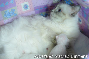 foto Hurricane e cuccioli