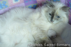 foto Hurricane e cuccioli