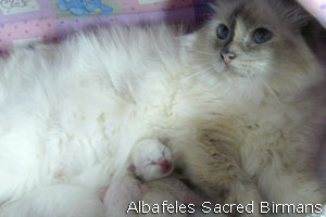 foto Hurricane e cuccioli