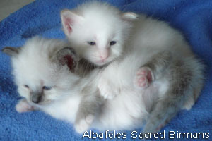 foto Hurricane e cuccioli