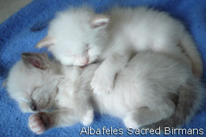 foto Hurricane e cuccioli