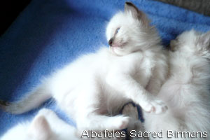 foto Hurricane e cuccioli