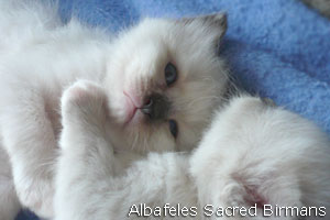 foto Hurricane e cuccioli